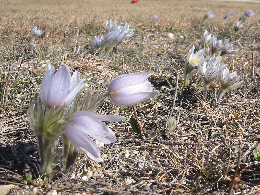 prairie crocus