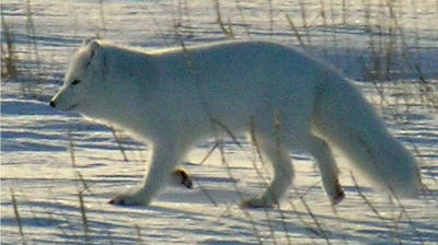 Source:  Wikipedia - photo taken by Ansgar Walk
