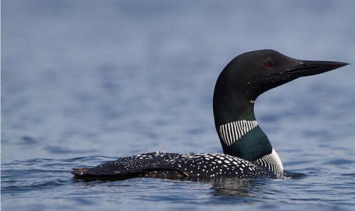 source:  Wikipedia - photo by Matt MacGillivray