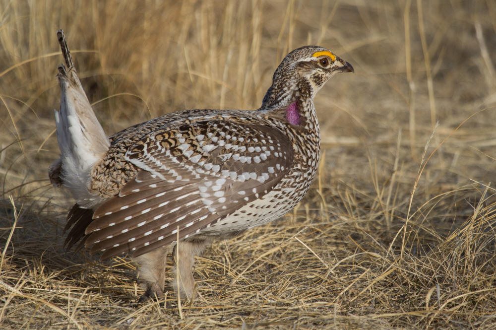 sharp tailed grouse - provincial bird of Saskatchewan