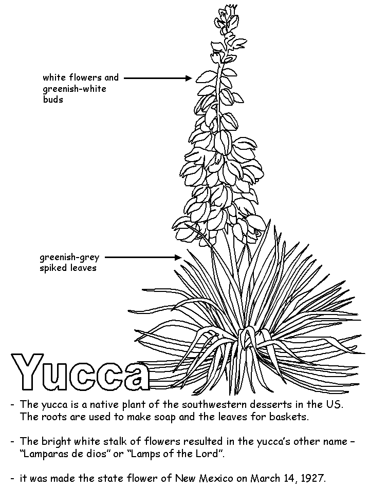Yucca Flower with labels