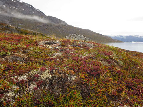 arctic tundra shrubs