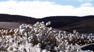 Arctic Grass in the Tundra