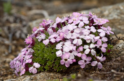 Arctic Tundra: Silene acaulis