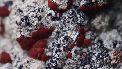 Lichen in the Arctic Tundra