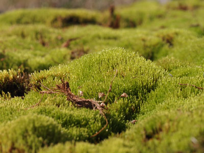 Moss in the Arctic Tundra