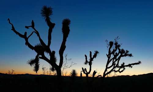 Joshua Tree National Park