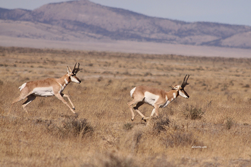 Desert Pronghorned Antelope