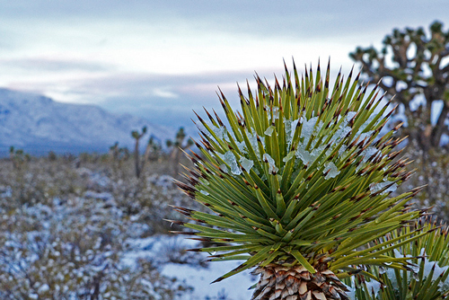 Snow in the Mojave Desert