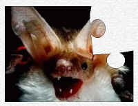 KidZone Bat Activities