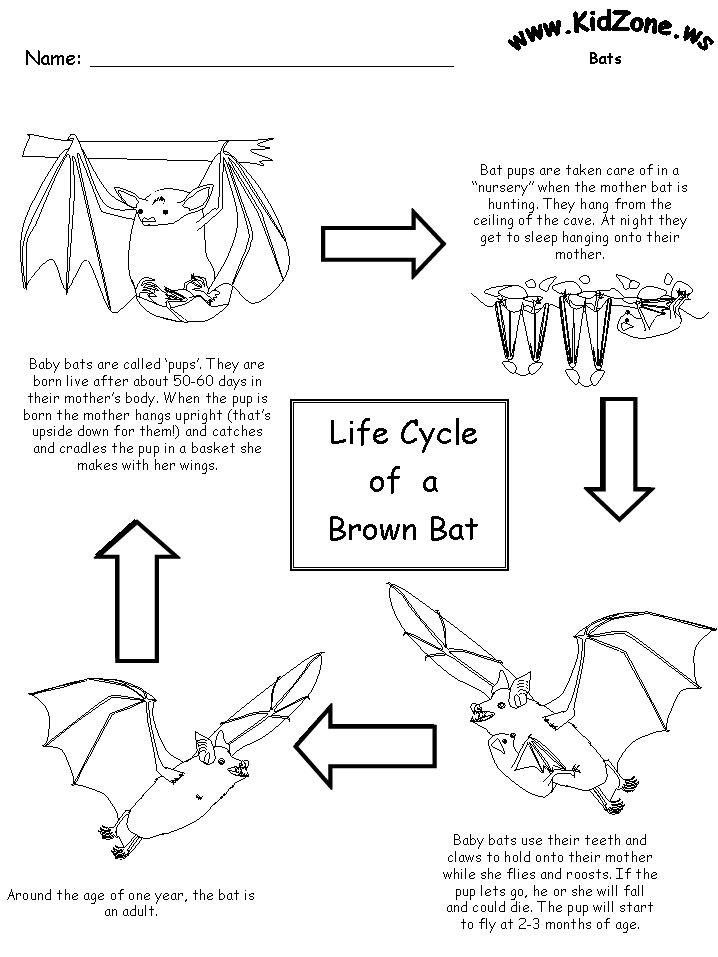 Bat Activity Sheets - Lifecycle of a Brown Bat