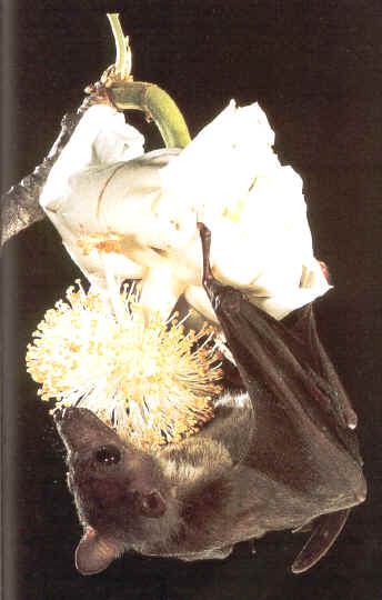 Types of Bats