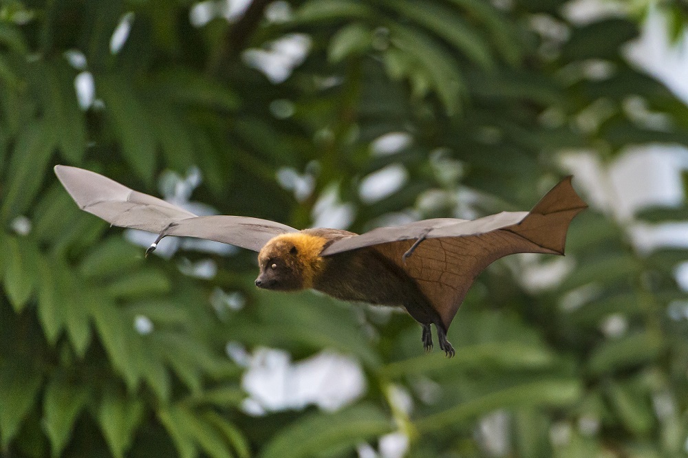 Flying Fruit Bat