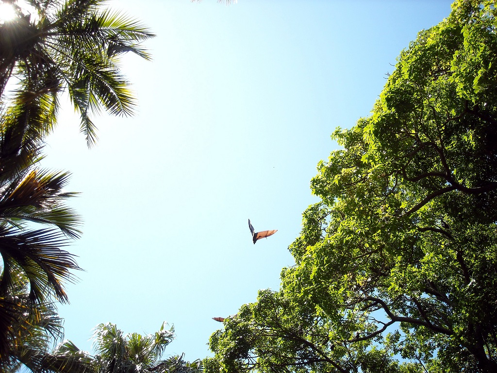 Flying Fruit bat