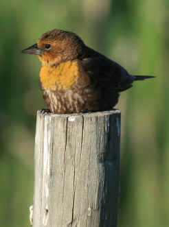 Yellow-Headed Blackbird Description