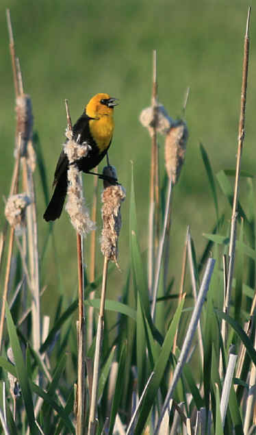 Yellow-Headed Blackbird