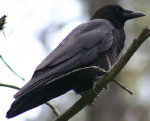 The Crow is an enemy of the Yellow-Headed Blackbird
