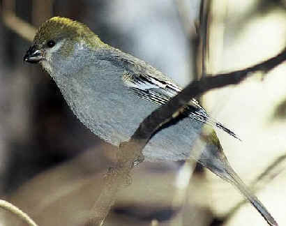 Female Pine Grosbeak