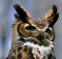 Owls are Rock Dove enemies.