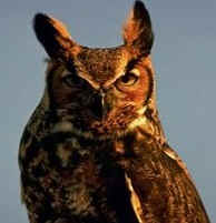 The Owl is an enemy of Sharp-Tailed Grouse