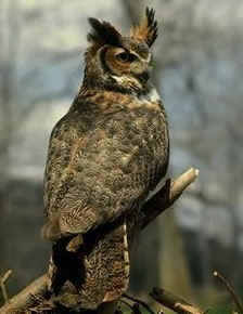 Great Horned Owl