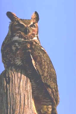 Great Horned Owls - Feeding