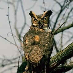 Great Horned Owl Habitat