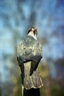 Northern Goshawk: Description