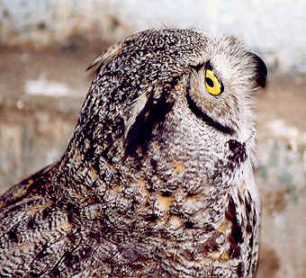 Great Horned Owl Enemies
