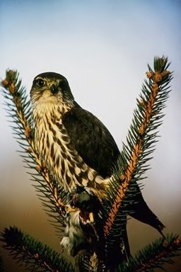 Femail Merlin