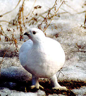 Willow Ptarmigan Feeding