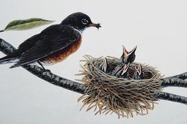 Diet of Robin