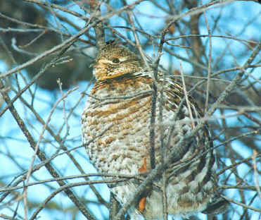 Ruffed Grouse Nesting