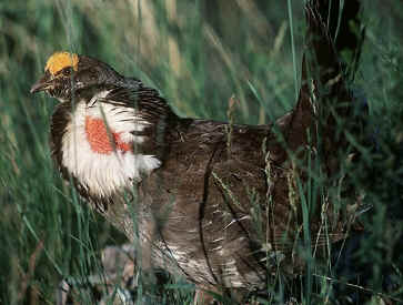 Sharp-Tailed Grouse Description