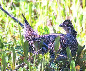 Sharp-Tailed Grouse Habitat