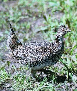 Sharp-Tailed Grouse