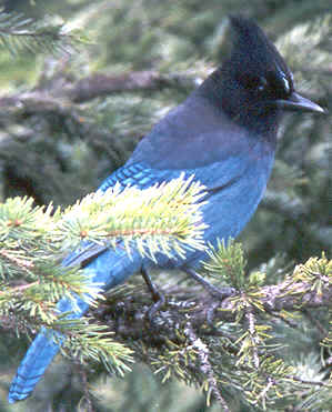 Steller's Jay