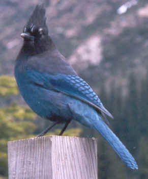 Stellar's Jay Description