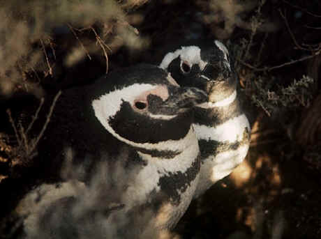 Penguin Photos
