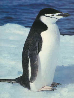 Chinstrap Penguin