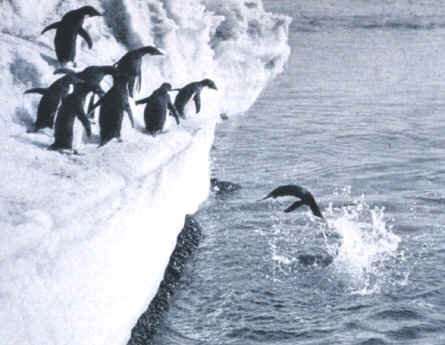 diving