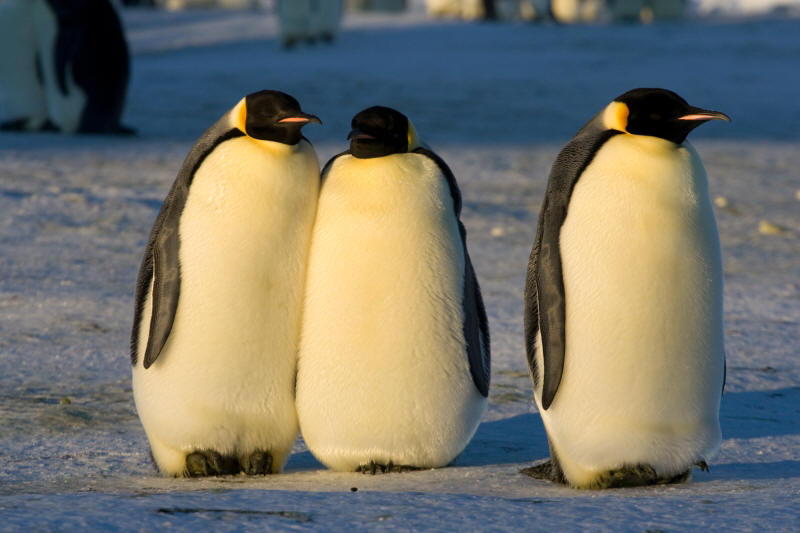 emperor penguins