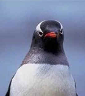 Gentoo penguin