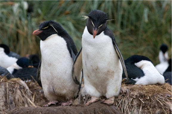 rockhopper penguin