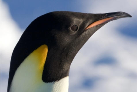 emperor penguin