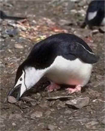 penguin