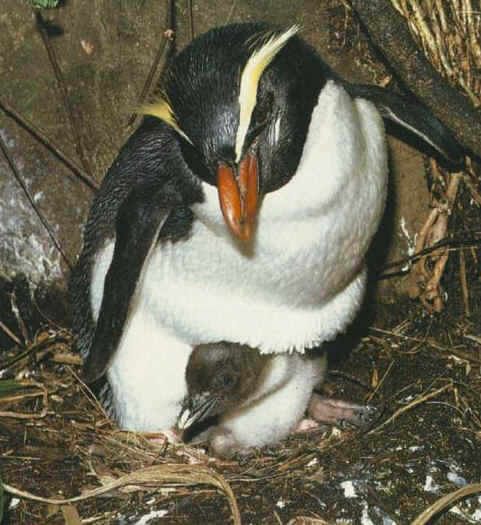 rockhopper penguin