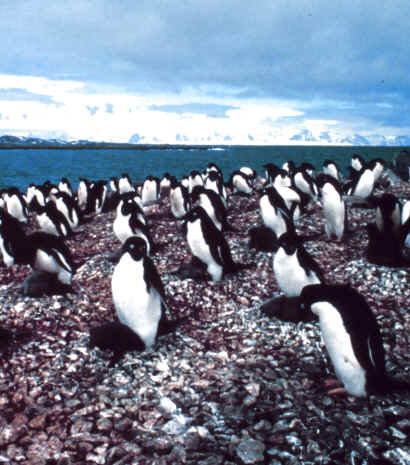 adelie penguin