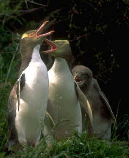 Yellow-eyed penguins