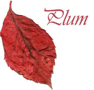 leaves